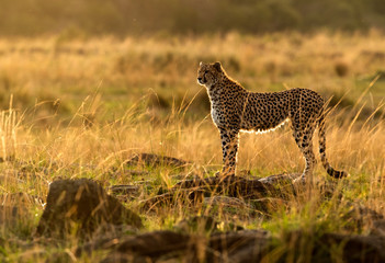 Cheetah is a big cat also know as the hunting leopard