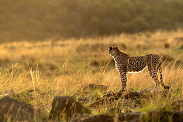 Cheetah is a big cat also know as the hunting leopard