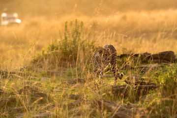 Cheetah is a big cat also know as the hunting leopard