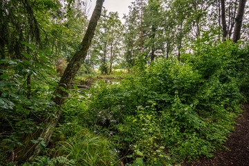 Nature reserve Wilhelmsdorf Pfrunger Ried in Upper Swabia