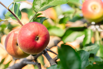 red ripe apples in sunlight on a branch on a blurred background of green leaves. Farm food.