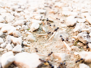 ants workers working delivering things to their nest through a road