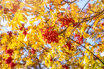 Autumn red rowan berries in gold leaves