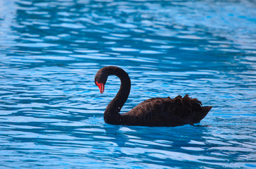Black swan swiming on blue water 