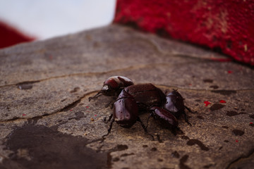 Coconut rhinoceros beetle crawling slowly isolated on cement flooring background closeup.