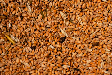 Wheat for feed for chickens on the farm full screen