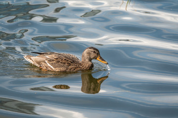 Duck swims in the pond.