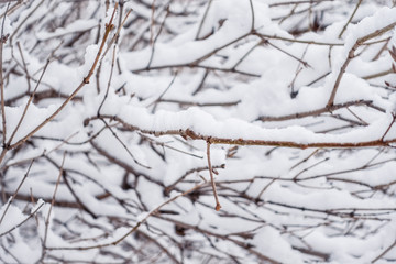 Thorny branches of trimmed bushes are covered with snow.