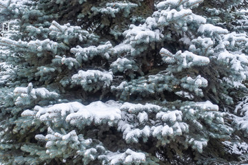 Snow on green spruce branches in the sunlight.