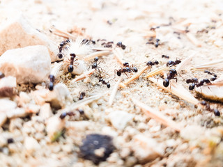 ants workers working delivering things to their nest through a road