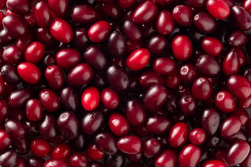 fresh organic cornel berries (dogwood). summer berries background. flat lay