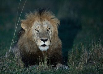 The lion is one of the four big cats and belongs to genus Panthera