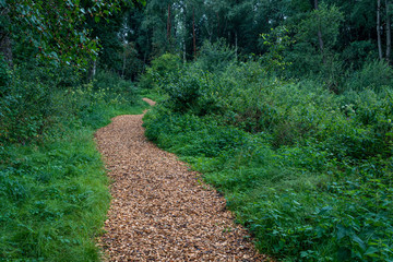 Obraz premium Nature reserve Wilhelmsdorf Pfrunger Ried in Upper Swabia