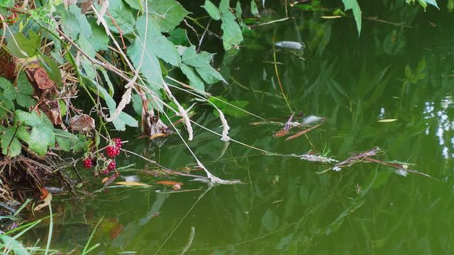 Blackberry bush next to pond full of mosquito fish