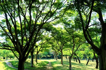 新緑　木漏れ日　道　爽やか　風景