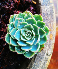cactus in bloom