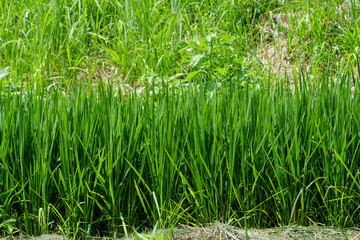 Rice planted in the fields in midsummer