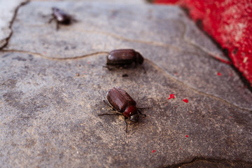 Coconut rhinoceros beetle crawling slowly isolated on cement flooring background closeup.