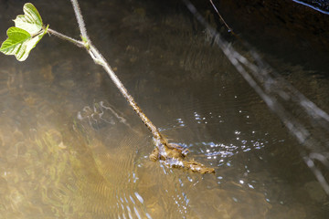 Twigs blocking the flow of a small river