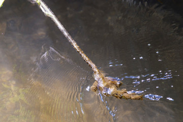 Twigs blocking the flow of a small river