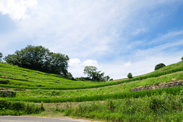 Obraz premium Midsummer, a view of the terraced rice fields in Akasaka, Osaka