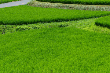 Midsummer, rice seedlings planted all over the fields