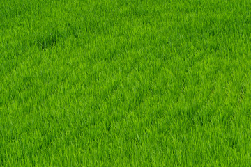 Midsummer, rice seedlings planted all over the fields