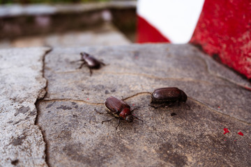 Coconut rhinoceros beetle crawling slowly isolated on cement flooring background closeup.