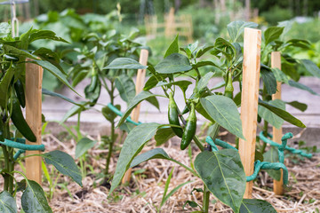 Small green peppers on branches  growing in the community garden 