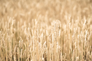 Fototapeta premium Ripe golden wheat on the field. Selective focus. Shallow depth of field.