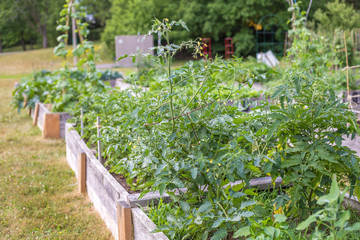 Community garden in the local park. Vegetables growing in boxes