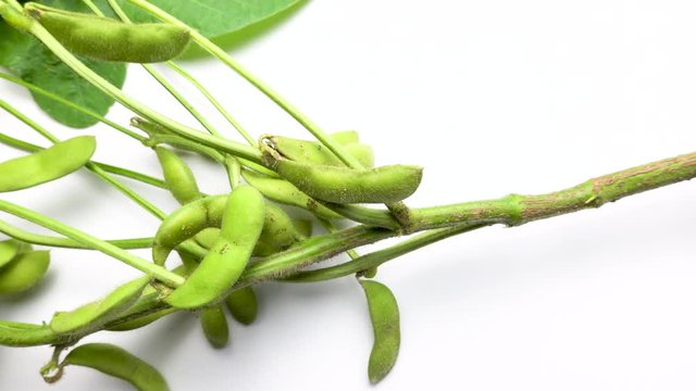 Rhizobium that coexists with legumes. Nodule found in soybean.