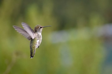 An immature male Anna's hummingbird (Calypte anna) in flight in front of a blurred background