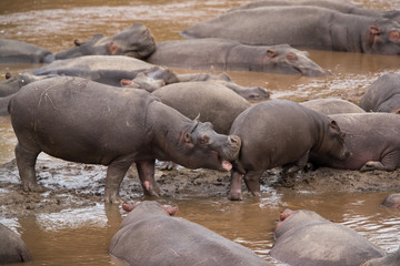 Hippopotamus are large heavy mammal with barrel-shaped torsos and huge mouth and teeth