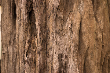 Old and dry bark in nature