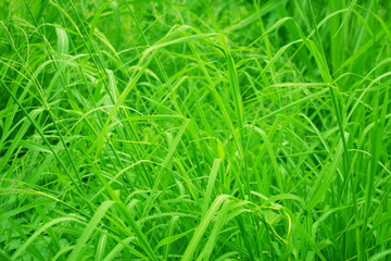 Fototapeta na wymiar Green grass in nature