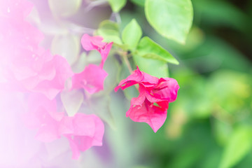 Fototapeta na wymiar Bougainvillea flowers, colorful and colorful flowers. The sun blooms after the rain Beautiful nature background with text space