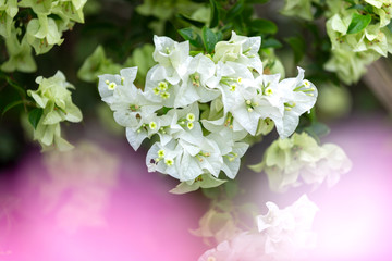 Bougainvillea flowers, colorful and colorful flowers. The sun blooms after the rain Beautiful nature background with text space