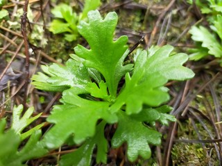 green leaves in the garden