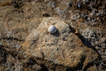 Small White Shell on Rock on Shoreline of Lake