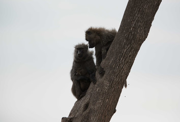 Baboons  on tree at Masai Mara, Kenya
