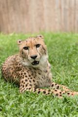 Close-up Cheetah in the zoo.