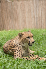 Close-up Cheetah in the zoo.