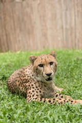 Close-up Cheetah in the zoo.