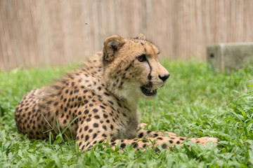 Naklejka na ściany i meble Close-up Cheetah in the zoo.