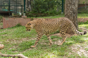 Close-up Cheetah in the zoo.