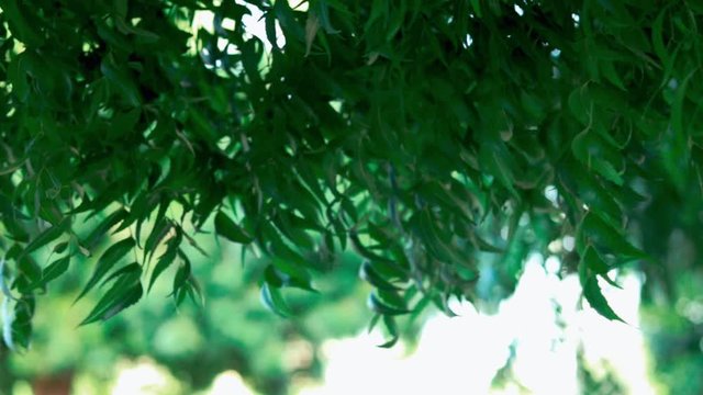 Neem yellow leaf,neem plants with yellow leaves,selective focus,azadirachta indica and Indian lilac, selective focus,popular ayurvedic or ayurveda plants,ayurvedic nim or herbal,skin problem,
