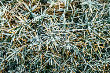 Frost-covered green grass, top view. Winter background