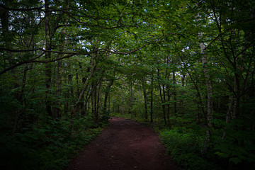 Obraz premium path in the woods