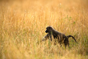 Olive baboon species is the most wide ranging of all baboons